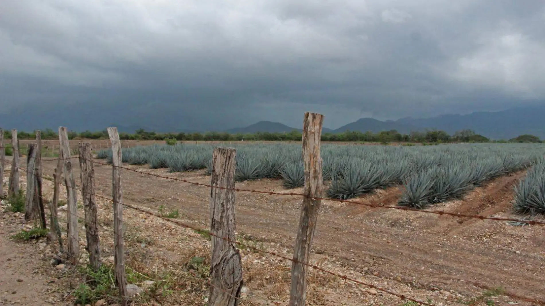 turismo-gastronomico-agave-azul